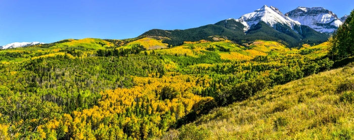 Mt. Ridgway Forest +