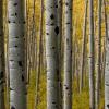 Aspen Gold