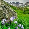 American Basin Columbines