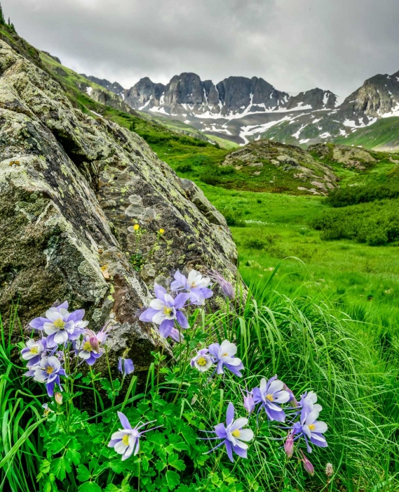 American Basin Columbines