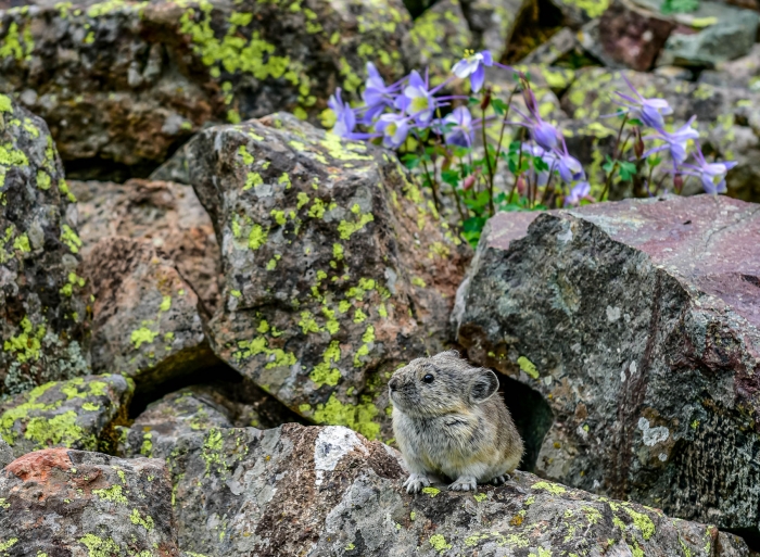 Pika Peek-a-boo