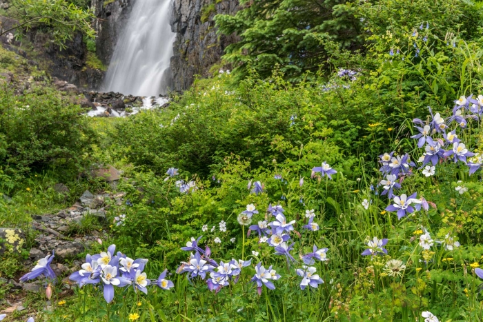 Cunningham Gulch Columbines