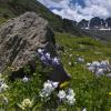 American Basin Columbines +