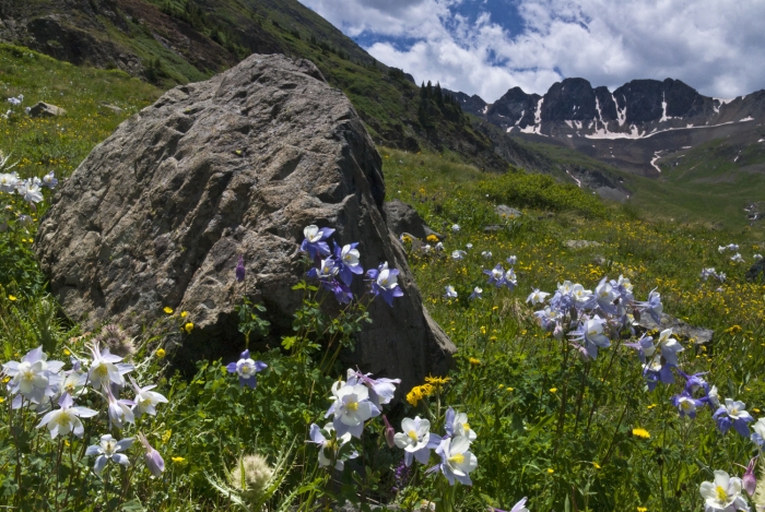 American Basin Columbines +