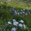 American Basin Columbines 