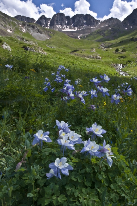 American Basin Columbines 