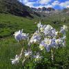 Columbines in American Basin