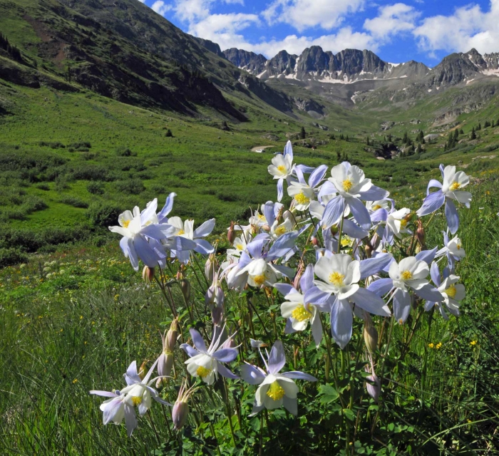 Columbines in American Basin