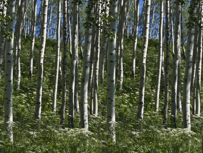 Aspen and Cow Parsnip