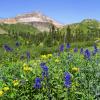 Upper Yankee Boy Basin