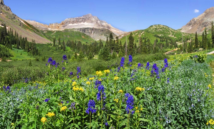 Upper Yankee Boy Basin