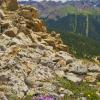 Moss Campion on Red Mountain