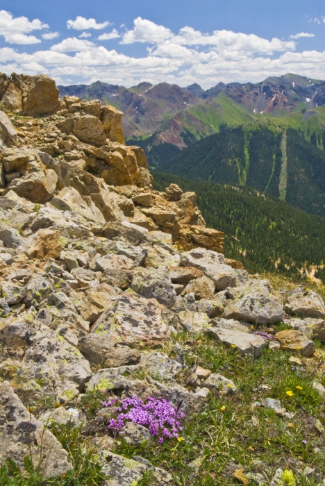 Moss Campion on Red Mountain