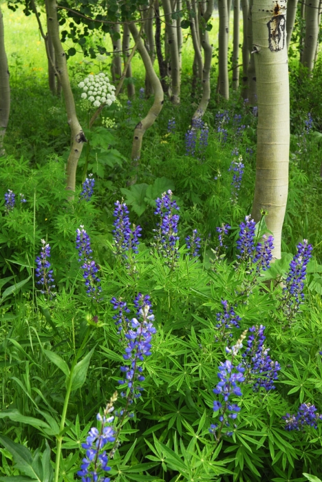 Aspen & Lupine