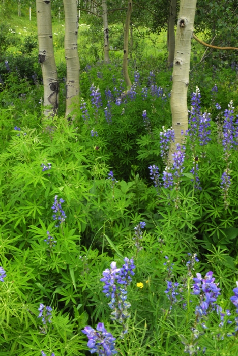 Aspen and Lupine