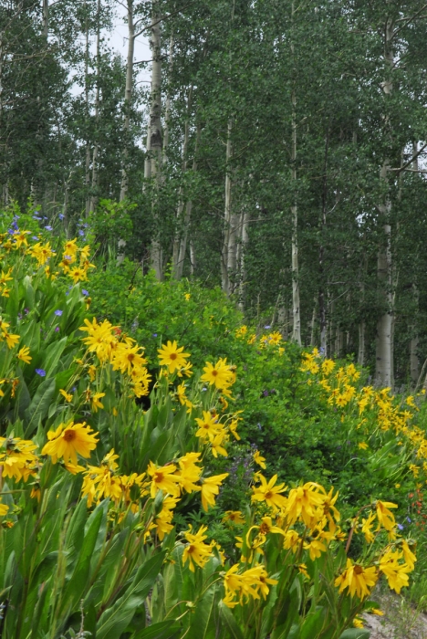 Mule's Ear Sunflowers