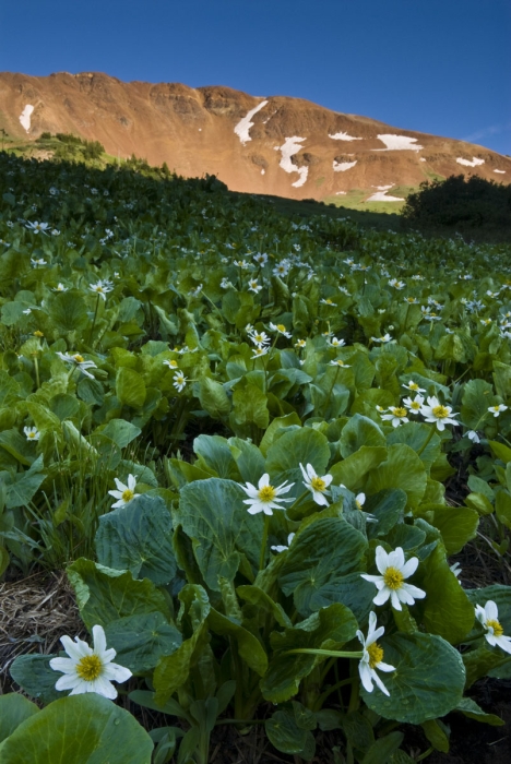 Marsh Marigolds