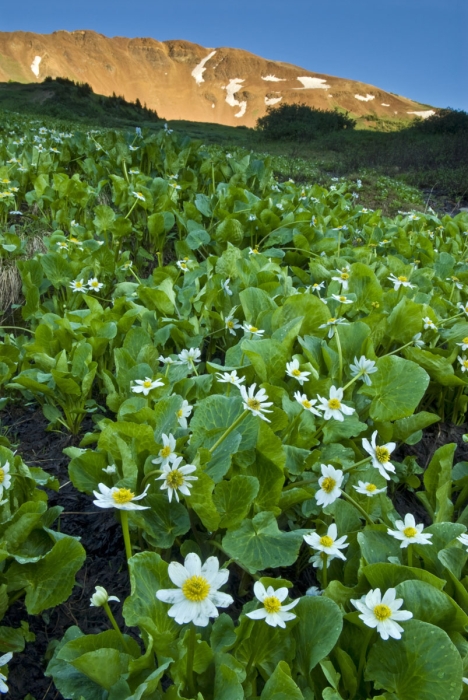 Marsh Marigolds Below Mt. Baldy