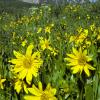 Mule's Ear Sunflowers