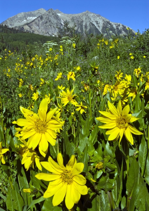 Mule's Ear Sunflowers