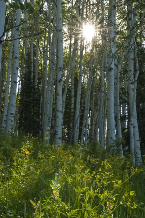 Sunstar in the Forest