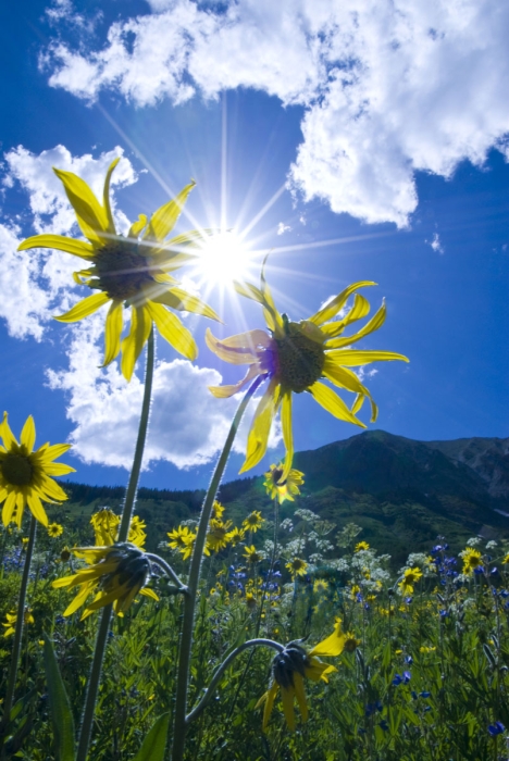 Sun Stars and Sunflowers