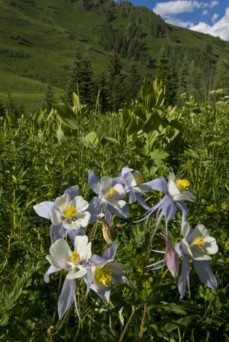 Gothic Valley Columbines