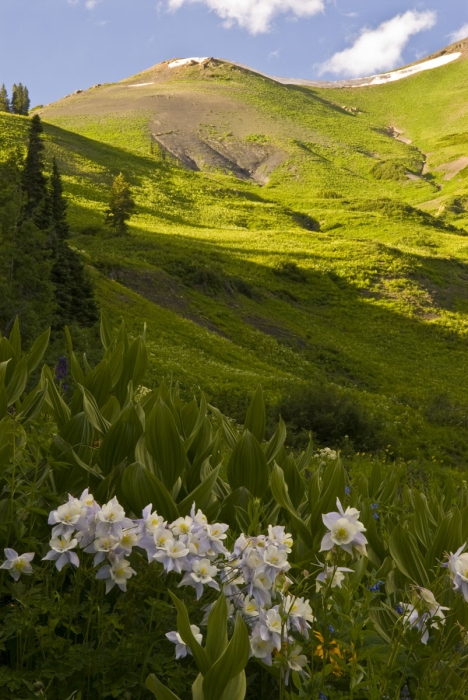 Gothic Valley Columbines