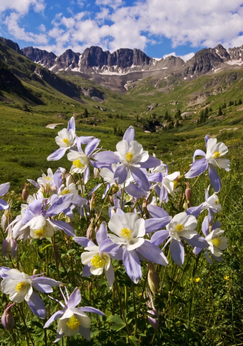 American Basin Columbines