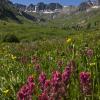 Indian Paintbrush