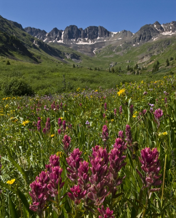 Indian Paintbrush