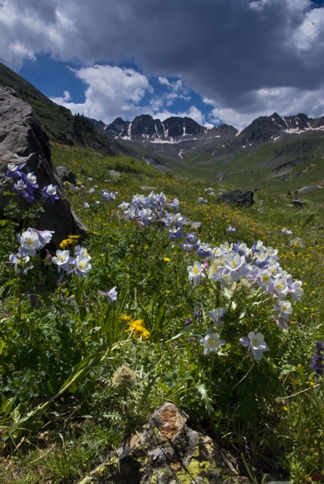 Trail of Blue