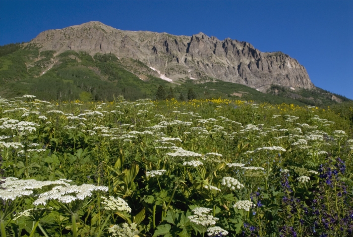 Gothic Mountain and Cow Parsnip