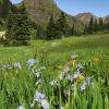 Wild Iris & Stony Mountain