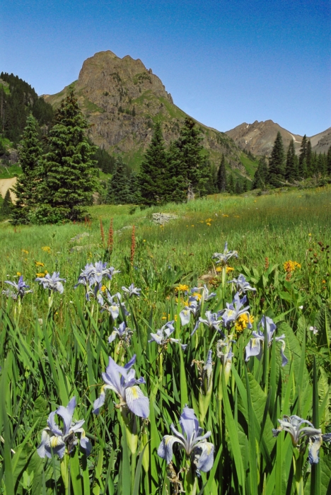 Wild Iris & Stony Mountain