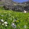 White Columbines