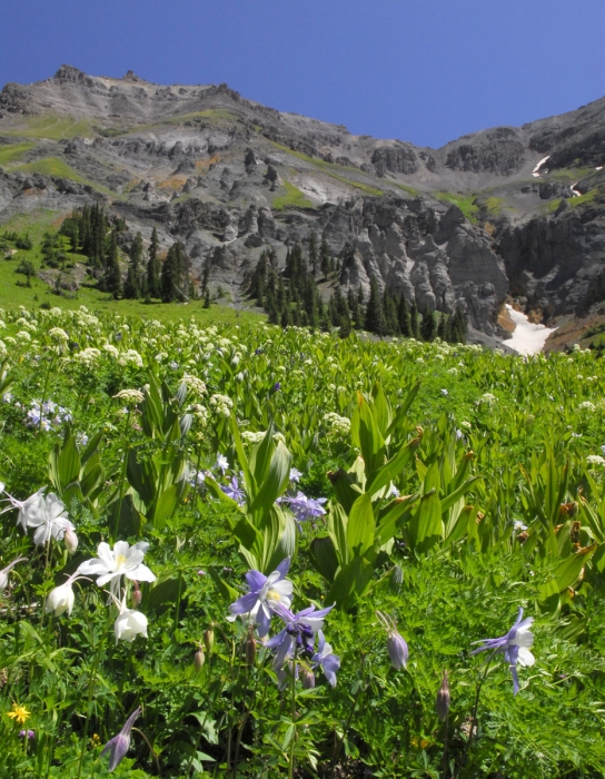 White Columbines