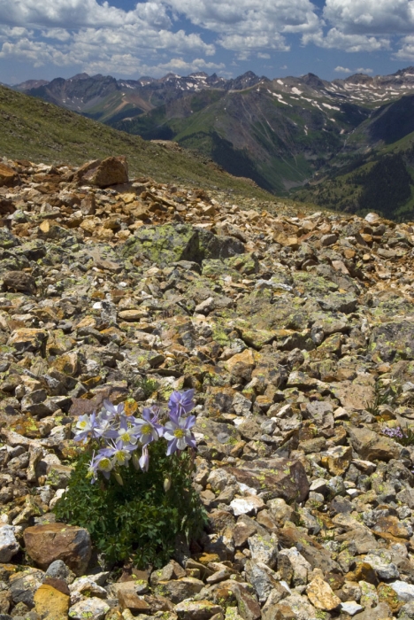 Survivor - The Lone Columbine