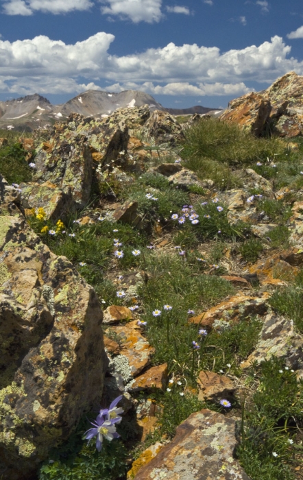 Tundra Flowers