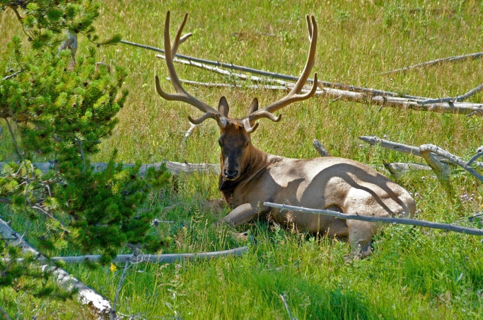 Bull Elk