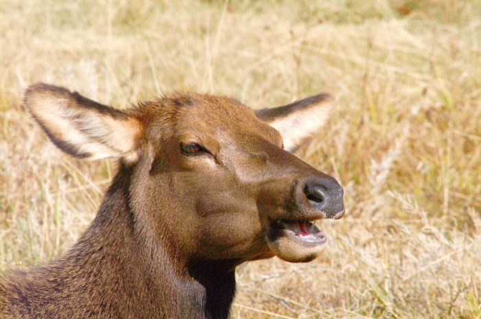 Talk to Me - Cow Elk in Kawunuchee Valley