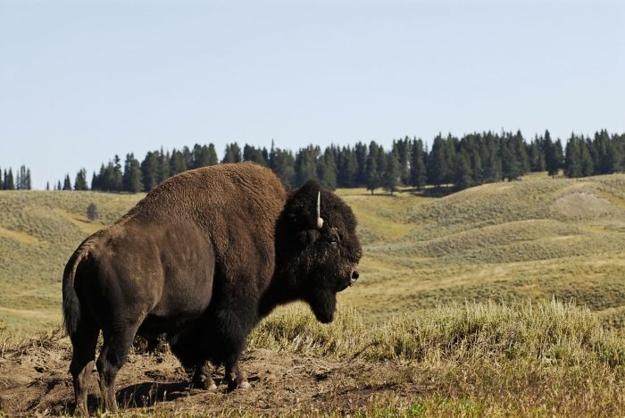 Lamar Valley Bison