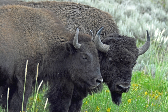 Spring Courtship