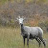 Young Bighorn Ram