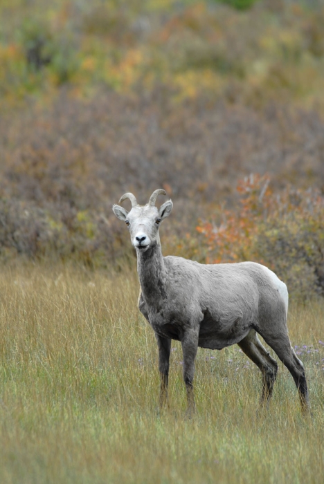 Young Bighorn Ram