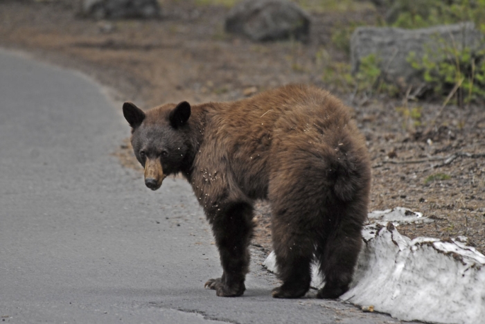 "Bearly" Noticing Us