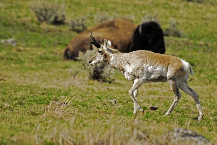 Yellowstone Pronghorn