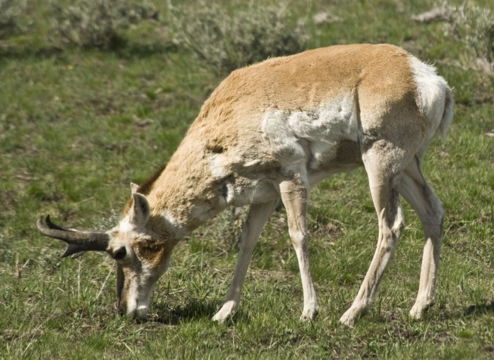 Grazing Pronghorn