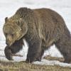 Grizzly Looking for Food +