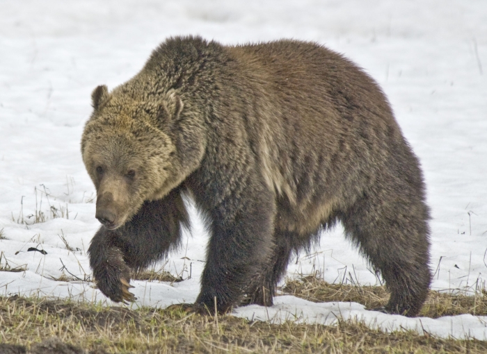 Grizzly Looking for Food +